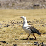 Cestovatelské přednášky - Severní Chile - Pták