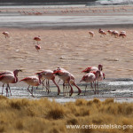 Cestovatelské přednášky - Severní Chile - Plameňáci