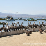Cestovatelské přednášky - Severní Chile - Pelikáni